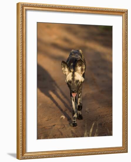 African Wild Dog, Lycaon Pictus, Venetia Limpopo Nature Reserve, South Africa, Africa-Steve & Ann Toon-Framed Photographic Print