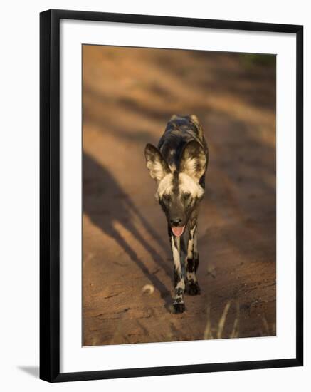 African Wild Dog, Lycaon Pictus, Venetia Limpopo Nature Reserve, South Africa, Africa-Steve & Ann Toon-Framed Photographic Print