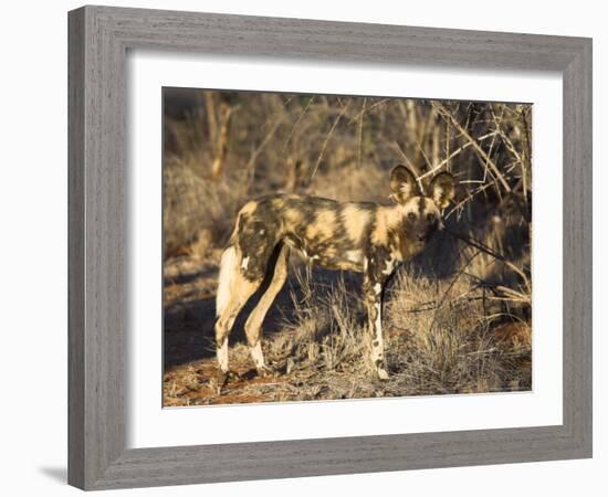 African Wild Dog, Lycaon Pictus, Venetia Limpopo Nature Reserve, South Africa, Africa-Steve & Ann Toon-Framed Photographic Print