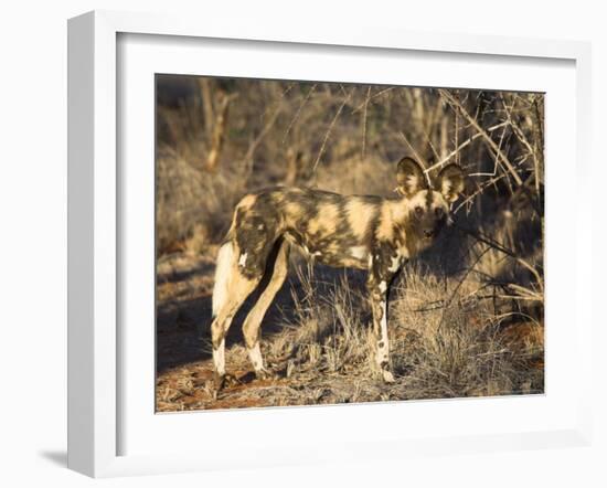 African Wild Dog, Lycaon Pictus, Venetia Limpopo Nature Reserve, South Africa, Africa-Steve & Ann Toon-Framed Photographic Print