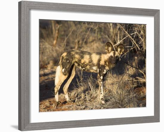 African Wild Dog, Lycaon Pictus, Venetia Limpopo Nature Reserve, South Africa, Africa-Steve & Ann Toon-Framed Photographic Print