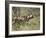 African Wild Dog, Lycaon Pictus, Venetia Limpopo Nature Reserve, South Africa, Africa-Steve & Ann Toon-Framed Photographic Print