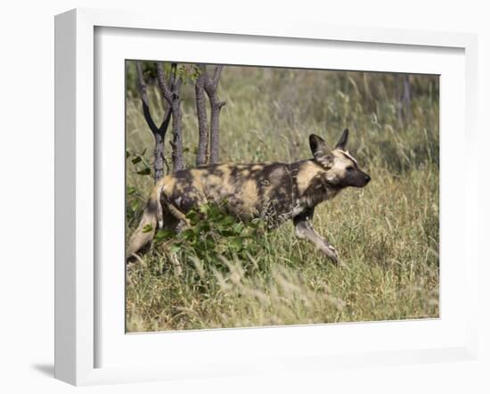 African Wild Dog, Lycaon Pictus, Venetia Limpopo Nature Reserve, South Africa, Africa-Steve & Ann Toon-Framed Photographic Print