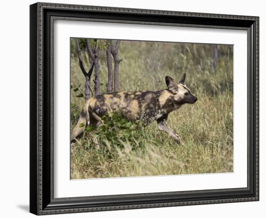 African Wild Dog, Lycaon Pictus, Venetia Limpopo Nature Reserve, South Africa, Africa-Steve & Ann Toon-Framed Photographic Print