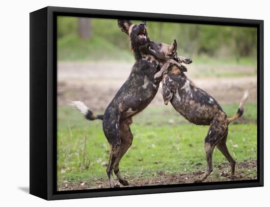 African wild dog, male and female play fighting. Mana Pools National Park, Zimbabwe-Tony Heald-Framed Premier Image Canvas