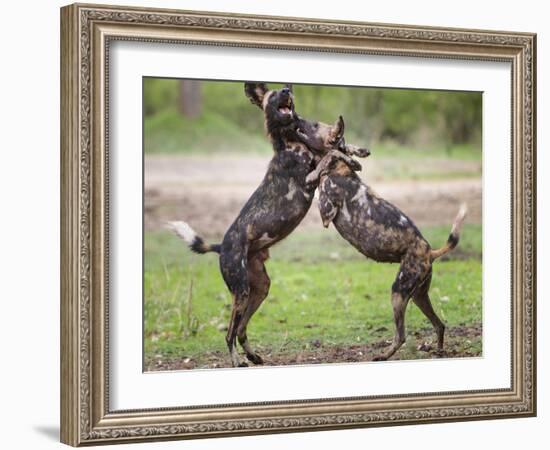 African wild dog, male and female play fighting. Mana Pools National Park, Zimbabwe-Tony Heald-Framed Photographic Print