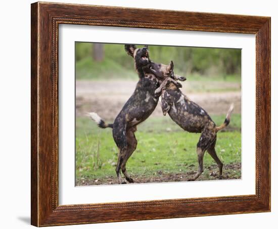 African wild dog, male and female play fighting. Mana Pools National Park, Zimbabwe-Tony Heald-Framed Photographic Print