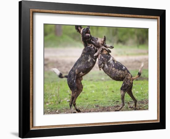African wild dog, male and female play fighting. Mana Pools National Park, Zimbabwe-Tony Heald-Framed Photographic Print