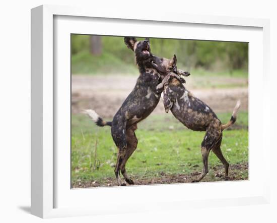 African wild dog, male and female play fighting. Mana Pools National Park, Zimbabwe-Tony Heald-Framed Photographic Print