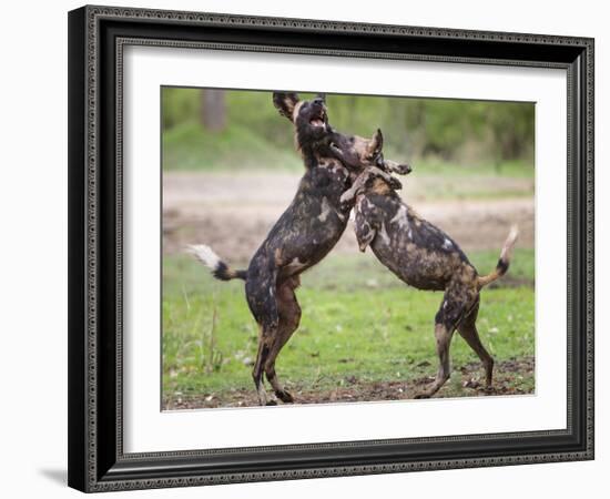 African wild dog, male and female play fighting. Mana Pools National Park, Zimbabwe-Tony Heald-Framed Photographic Print