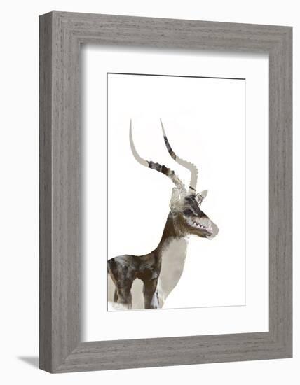 African Wild Dog - Male Impala-James Hager-Framed Photographic Print