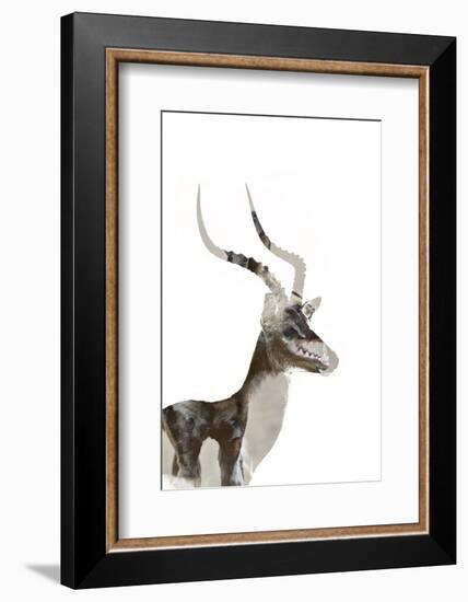 African Wild Dog - Male Impala-James Hager-Framed Photographic Print