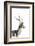 African Wild Dog - Male Impala-James Hager-Framed Photographic Print