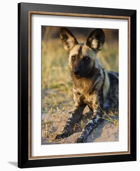 African Wild Dog, Moremi Wildlife Reserve, Botswana-Tony Heald-Framed Photographic Print
