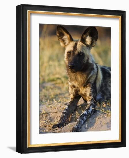 African Wild Dog, Moremi Wildlife Reserve, Botswana-Tony Heald-Framed Photographic Print