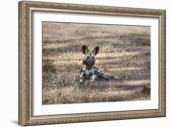 African Wild Dog (Painted Dog) (African Hunting Dog) (Lycaon Pictus), Zambia, Africa-Janette Hill-Framed Photographic Print