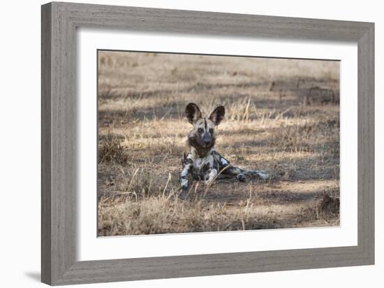 African Wild Dog (Painted Dog) (African Hunting Dog) (Lycaon Pictus), Zambia, Africa-Janette Hill-Framed Photographic Print