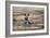 African Wild Dog (Painted Dog) (African Hunting Dog) (Lycaon Pictus), Zambia, Africa-Janette Hill-Framed Photographic Print