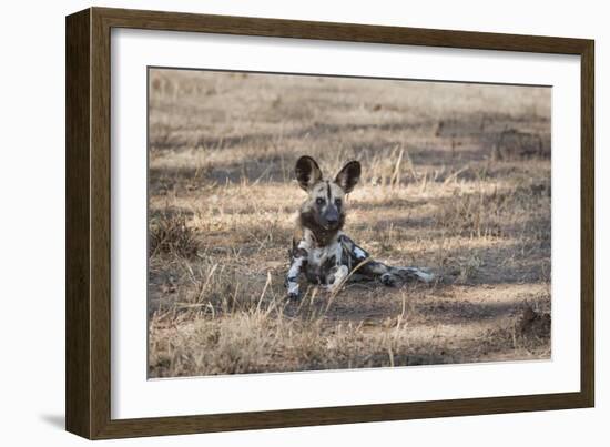 African Wild Dog (Painted Dog) (African Hunting Dog) (Lycaon Pictus), Zambia, Africa-Janette Hill-Framed Photographic Print