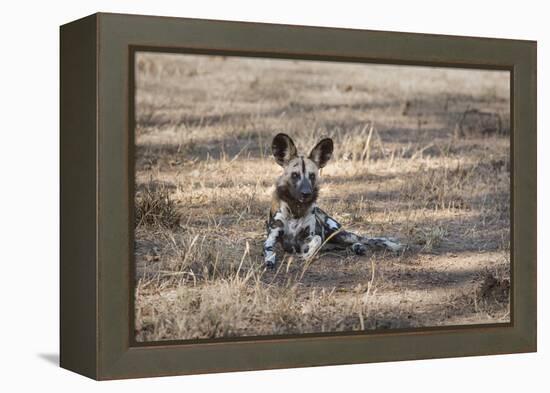 African Wild Dog (Painted Dog) (African Hunting Dog) (Lycaon Pictus), Zambia, Africa-Janette Hill-Framed Premier Image Canvas