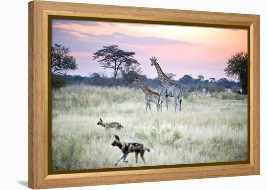 African Wild Dog Passing Giraffe Mother and Calf-null-Framed Premier Image Canvas