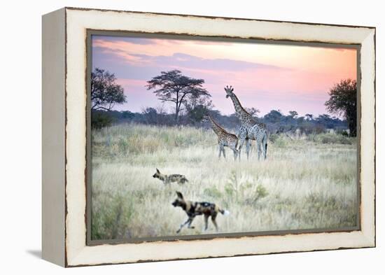 African Wild Dog Passing Giraffe Mother and Calf-null-Framed Premier Image Canvas