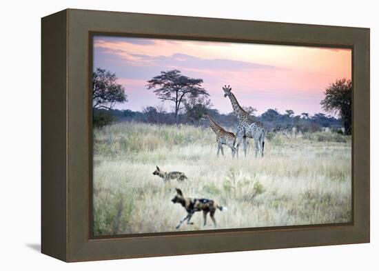 African Wild Dog Passing Giraffe Mother and Calf-null-Framed Premier Image Canvas