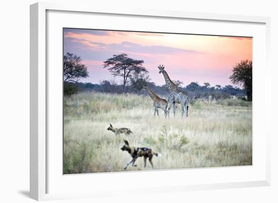 African Wild Dog Passing Giraffe Mother and Calf-null-Framed Photographic Print