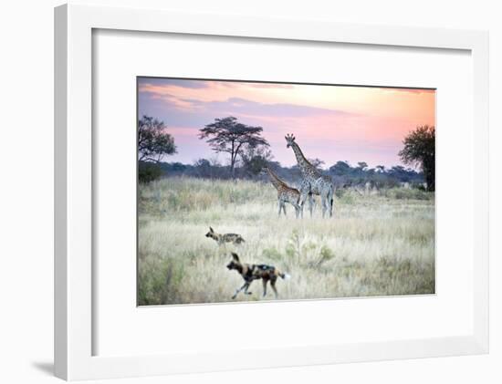 African Wild Dog Passing Giraffe Mother and Calf-null-Framed Photographic Print