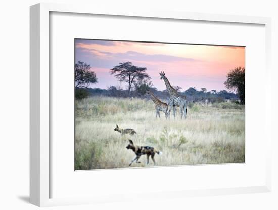 African Wild Dog Passing Giraffe Mother and Calf-null-Framed Photographic Print