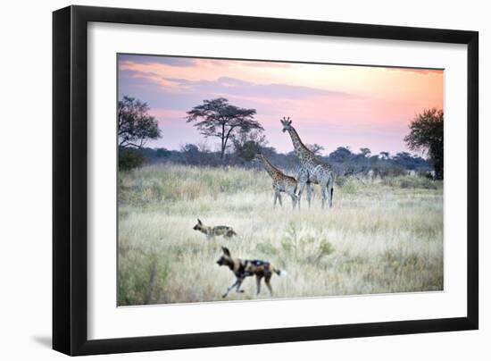 African Wild Dog Passing Giraffe Mother and Calf-null-Framed Photographic Print
