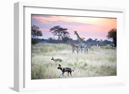 African Wild Dog Passing Giraffe Mother and Calf-null-Framed Photographic Print