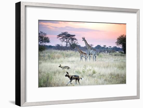 African Wild Dog Passing Giraffe Mother and Calf-null-Framed Photographic Print