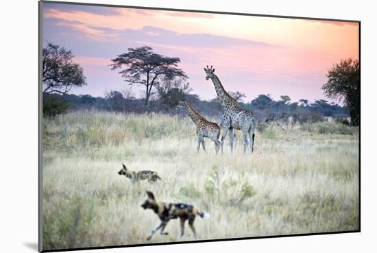 African Wild Dog Passing Giraffe Mother and Calf-null-Mounted Photographic Print