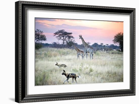 African Wild Dog Passing Giraffe Mother and Calf-null-Framed Photographic Print