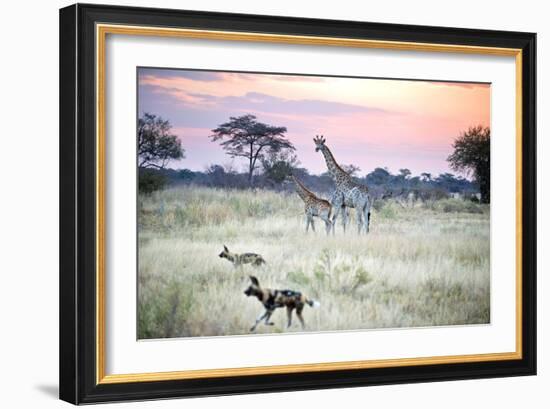 African Wild Dog Passing Giraffe Mother and Calf-null-Framed Photographic Print