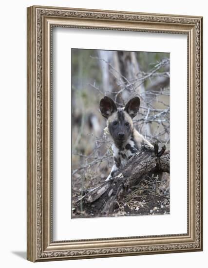 African wild dog pup (Lycaon pictus), Zimanga private game reserve, KwaZulu-Natal, South Africa, Af-Ann and Steve Toon-Framed Photographic Print