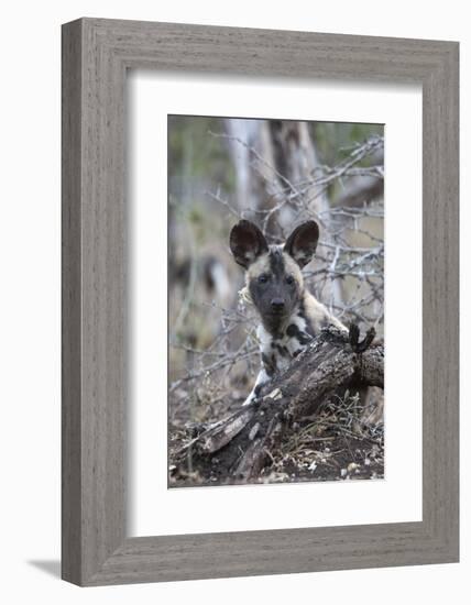 African wild dog pup (Lycaon pictus), Zimanga private game reserve, KwaZulu-Natal, South Africa, Af-Ann and Steve Toon-Framed Photographic Print