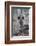 African wild dog pup (Lycaon pictus), Zimanga private game reserve, KwaZulu-Natal, South Africa, Af-Ann and Steve Toon-Framed Photographic Print