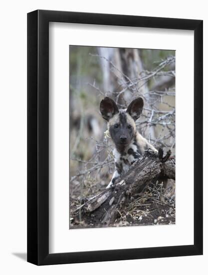 African wild dog pup (Lycaon pictus), Zimanga private game reserve, KwaZulu-Natal, South Africa, Af-Ann and Steve Toon-Framed Photographic Print