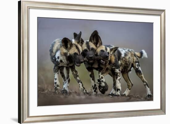African wild dogs juveniles playing, Mkuze, South Africa-Bence Mate-Framed Photographic Print