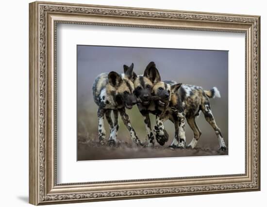 African wild dogs juveniles playing, Mkuze, South Africa-Bence Mate-Framed Photographic Print