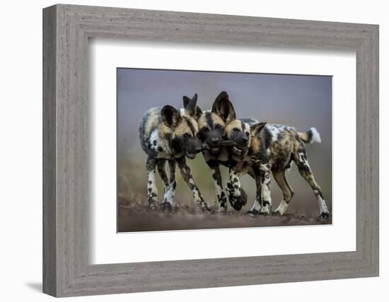 African wild dogs juveniles playing, Mkuze, South Africa-Bence Mate-Framed Photographic Print