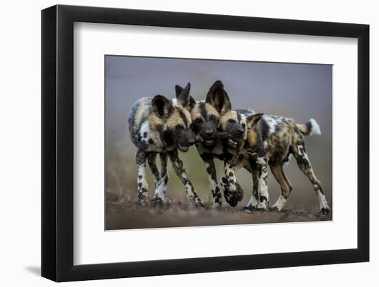 African wild dogs juveniles playing, Mkuze, South Africa-Bence Mate-Framed Photographic Print