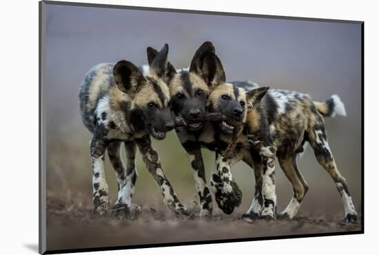 African wild dogs juveniles playing, Mkuze, South Africa-Bence Mate-Mounted Photographic Print