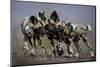 African wild dogs juveniles playing, Mkuze, South Africa-Bence Mate-Mounted Photographic Print