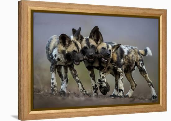 African wild dogs juveniles playing, Mkuze, South Africa-Bence Mate-Framed Premier Image Canvas