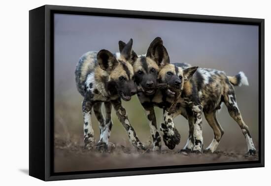 African wild dogs juveniles playing, Mkuze, South Africa-Bence Mate-Framed Premier Image Canvas