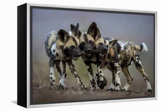 African wild dogs juveniles playing, Mkuze, South Africa-Bence Mate-Framed Premier Image Canvas