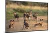 African Wild Dogs (Lycaon Pictus), Madikwe Game Reserve, North West Province, South Africa, Africa-Ann and Steve Toon-Mounted Photographic Print